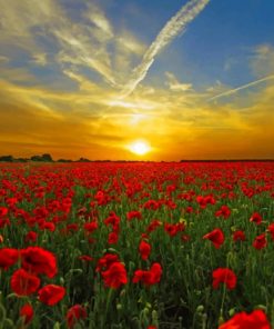 Red Tulip Field At Sunset paint by numbers