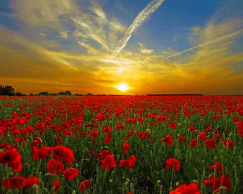 Red Tulip Field At Sunset paint by numbers