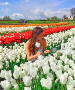 Tulip Fields In Amsterdam painting by numbers