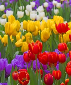 Diverse Colorful Tulip Flowers paint by numbers