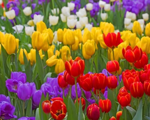 Diverse Colorful Tulip Flowers paint by numbers