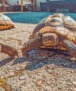 Turtles In The Sun paint by numbers