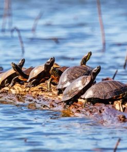 Florida's Redbelly Turtles paint by numbers