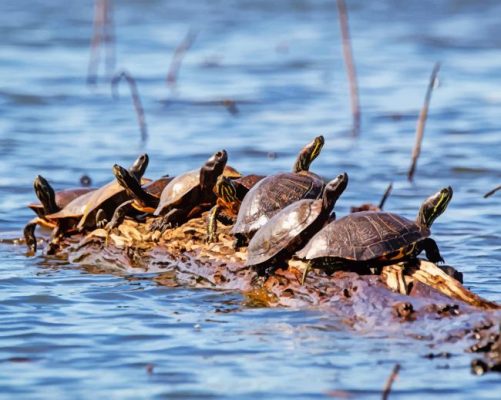 Florida's Redbelly Turtles paint by numbers
