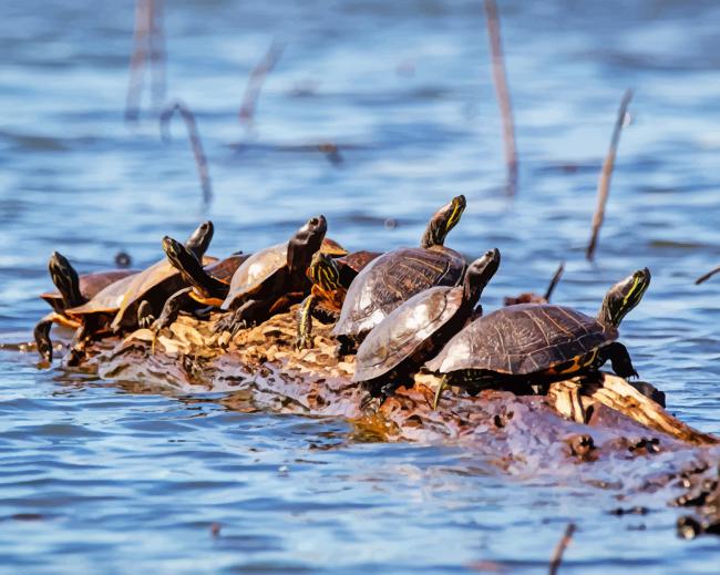 Florida's Redbelly Turtles paint by numbers