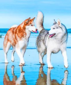 Siberian Huskies painting by numbers