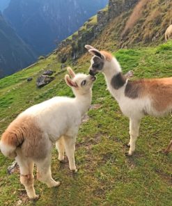 Two Brown And White Young Llamas painting by numbers