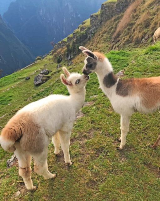Two Brown And White Young Llamas painting by numbers