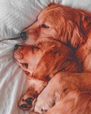 Two Brown Dogs Sleeping painting by numbers