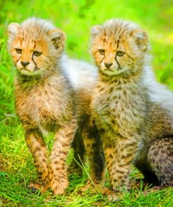 Two Cheetah Cubs paint by numbers