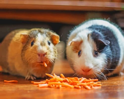 Two Hamsters Eating paint by numbers