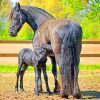 A Horse And A Baby Foal paint by numbers