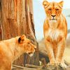 Two Lionesses And A Tree paint by numbers