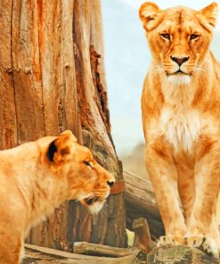 Two Lionesses And A Tree paint by numbers