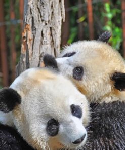 Two Pandas Hugging Each Others painting by numbers