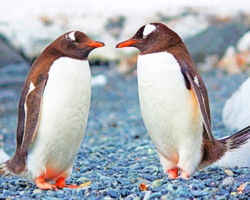 Two Penguins Standing paint by numbers