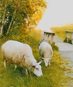 Two Sheep Eating Grass painting by numbers