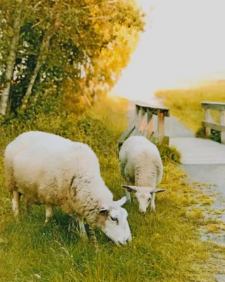 Two Sheep Eating Grass painting by numbers