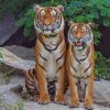 Two Tigers Sitting paint by numbers