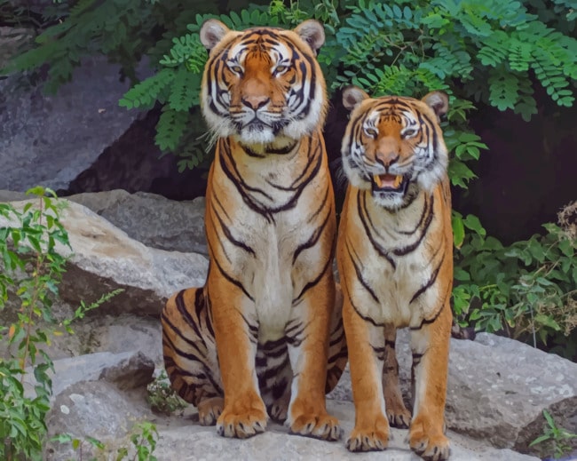 Two Tigers Sitting paint by numbers