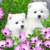 Two White Puppies paint by numbers