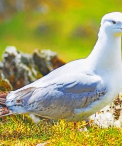 Western Gull Bird paint by numbers