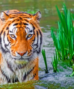 Wet Bengal Tiger paint by numbers