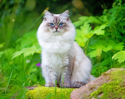 Hairy Cat With Blue Eyes paint by numbers