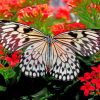 White And Black Butterfly Above Flowers