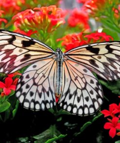 White And Black Butterfly Above Flowers