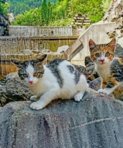 White And Black Cats On Gray Concrete Wall painting by numbers