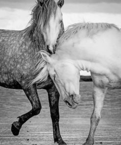 White And Black Horses painting by numbers