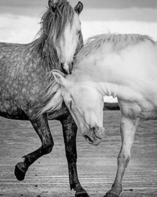 White And Black Horses painting by numbers