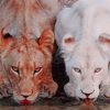 White And Brown Lions paint by numbers