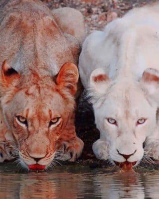 White And Brown Lions paint by numbers