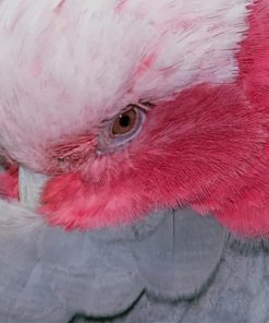 White And Red Bird painting by numbers