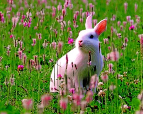 White Bunny In A Grassland paint by numbers