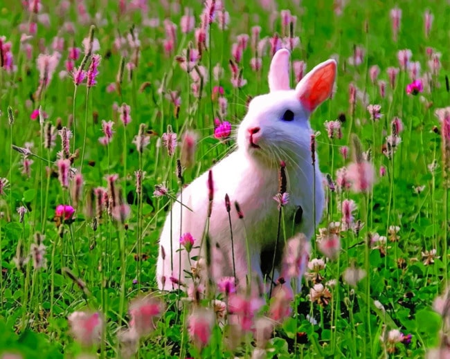 White Bunny In A Grassland paint by numbers