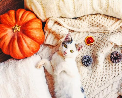 White Cat Lying Next To Pumpkin painting by numbers