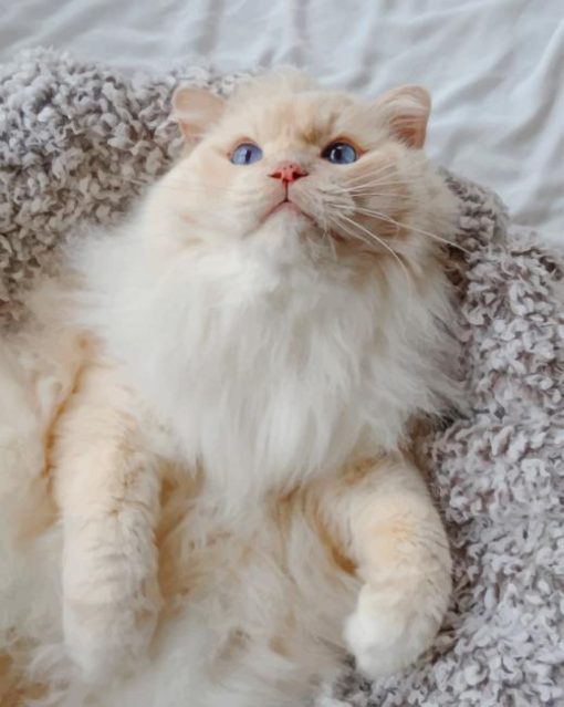 White Cat Lying On Blanket painting by numbers