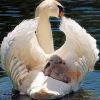 White Swan In Water paint by numbers