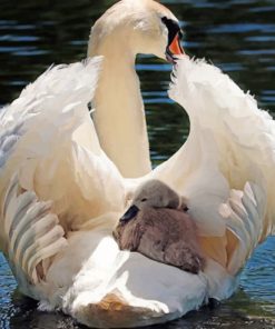 White Swan In Water paint by numbers