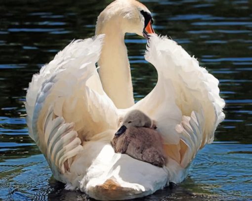 White Swan In Water paint by numbers