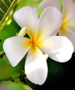 White Flower With Yellow Center paint by numbers