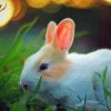 White Bunny In The Grass paint by numbers