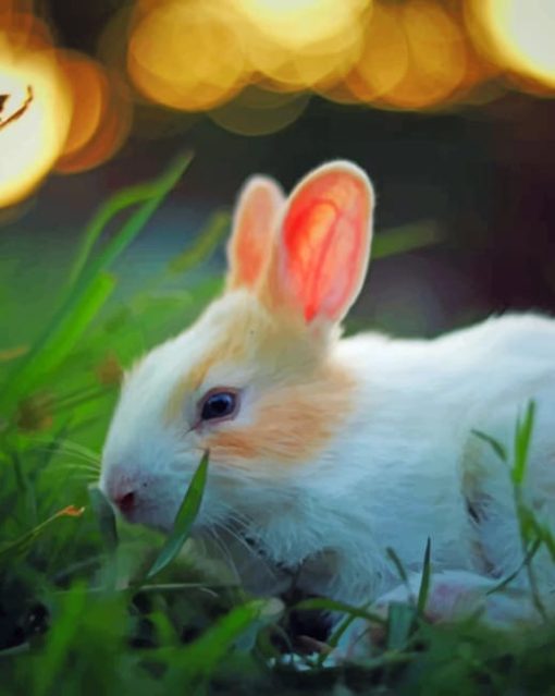 White Bunny In The Grass paint by numbers