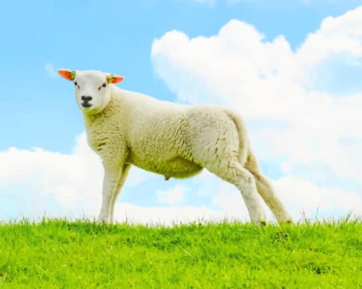 White Sheep In A Grassland paint by numbers