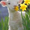 White Baby Sheep painting by numbers