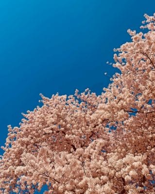 Cherry Blossom Under Blue Sky painting by numbers