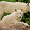 White Wolves On A Rock paint by numbers